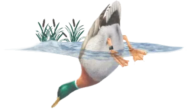 Bottoms Up